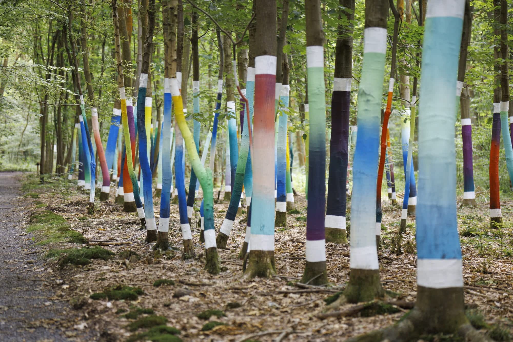 tree trunks covered in gradient hues line a walkway in a forest