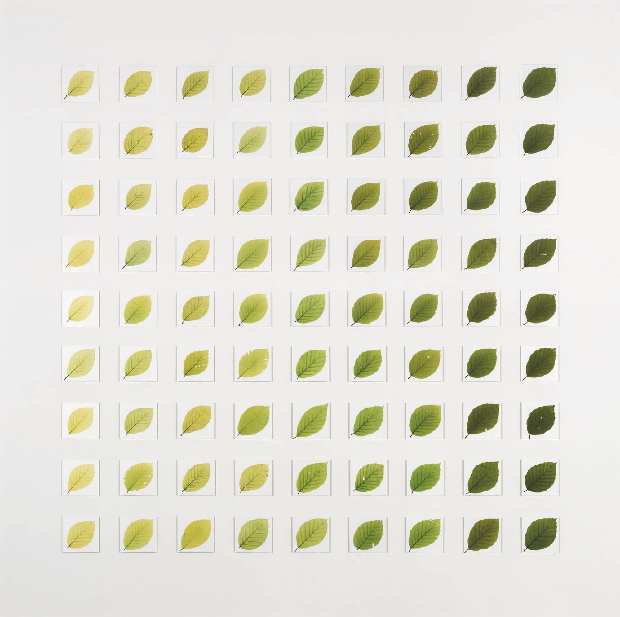 a color study using leaves that are shown in a grid with a gradient of light to dark running from left to right