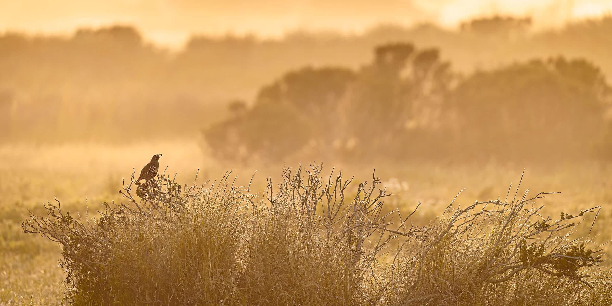 A California Quail perches on top of a small bush in a field. One row of bushes and trees in the foreground is in focus, along with the quail, while other bushes are out of focus or blurred. The scene is a muted brown and orange, with layers of light and dark.