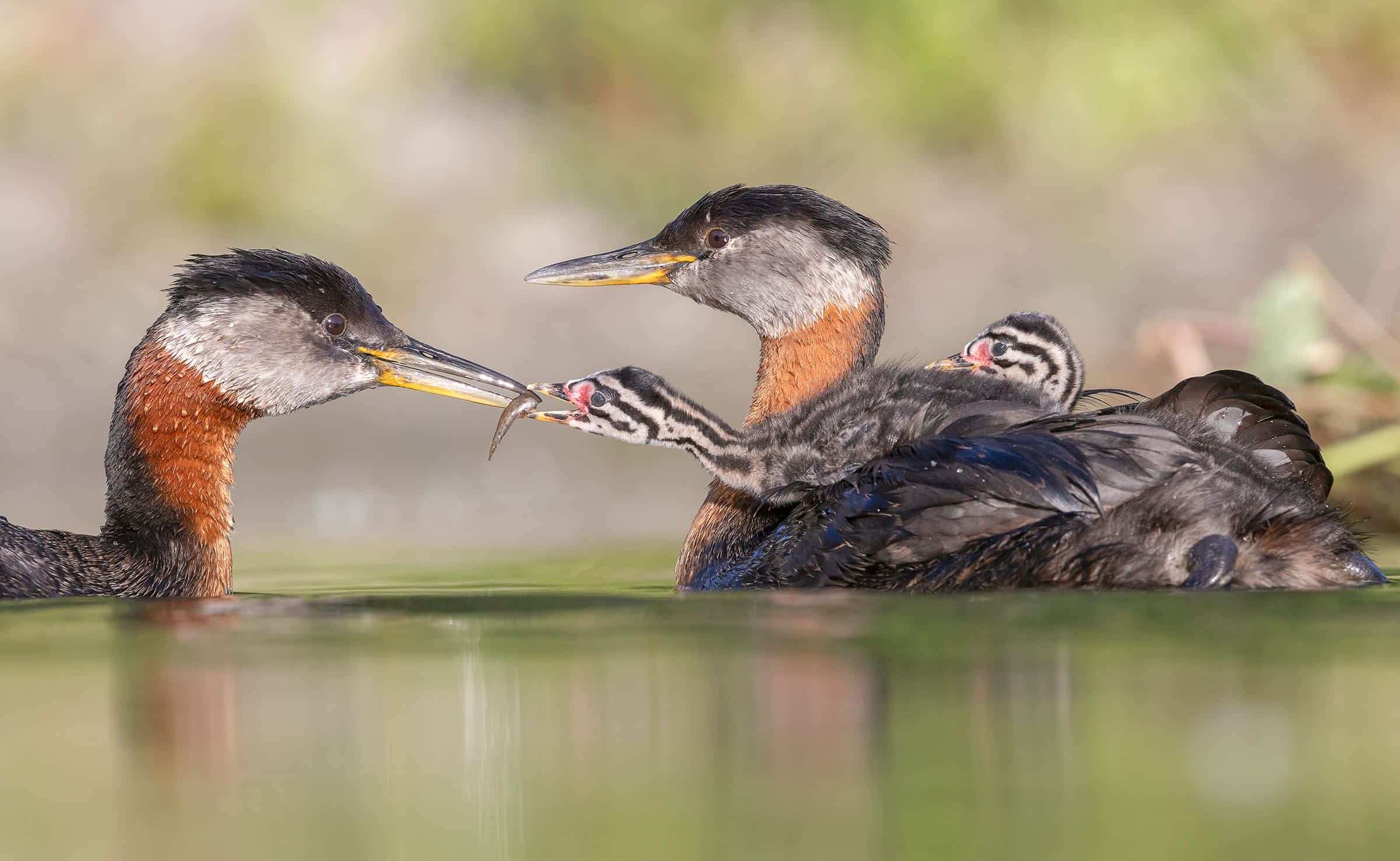 Two adult Red-necked Grebes face each other in the water. The entire grebe’s body on the right is visible, and two black and white-headed chicks sit on its back. One is leaning to receive a small fish from the bill of the parent.