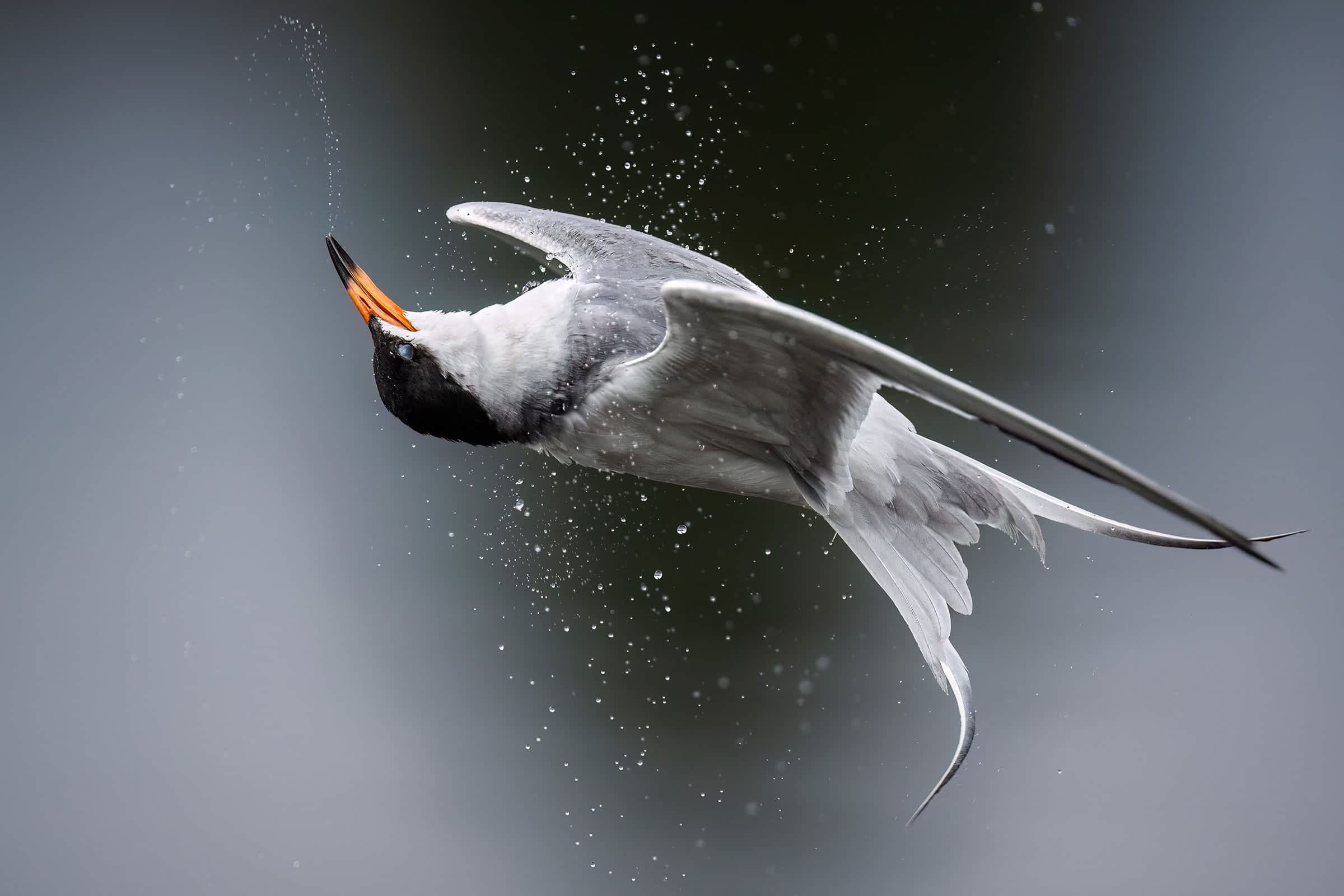A Forster’s Tern is in the air, its head turned almost 180 degrees so that its bill is pointing almost straight up, and its tail is twisted. The bird’s outstretched wings give the impression the bird is floating upside down. Water droplets appear in a stream from the bird’s bill and also below it.