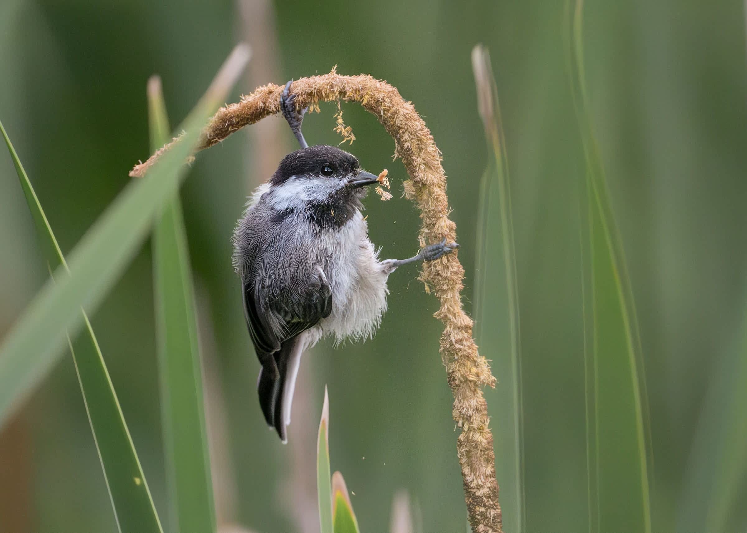 A Black-capped Chickadee clings to a single beige hook-shaped stem filled with seeds. The bird’s black legs appear to be spread at a 90-degree angle to hold the stem. The bird’s black bill is full of seeds.
