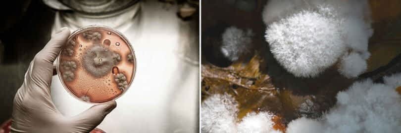 A gloved hand holds a petri dish with mold cultures on the left, and a close-up of mold growing on organic material on the right—reminiscent of how MushLume Lighting harnesses nature's beauty.