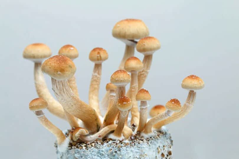 A cluster of small, beige MushLume Lighting mushrooms with tall stems and round caps growing out of a substrate against a plain background.