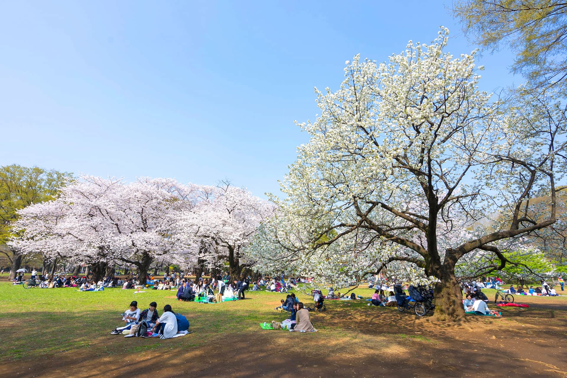 Yoyogi Park, Tokyo Groups of people gather under cherry trees with pink and white flowers in a park