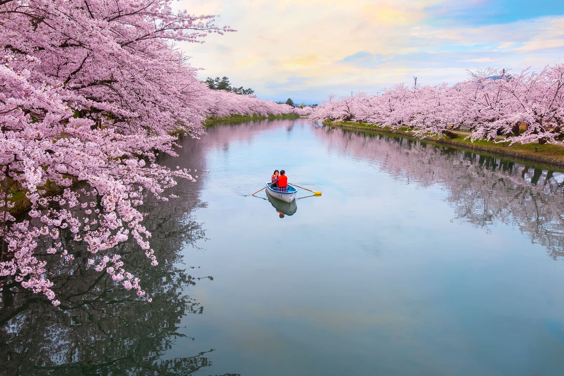 Hirosaki Park, Tohoku Two people in a small row boat make their way down a waterway lined with stunning pink cherry blossoms in full bloom