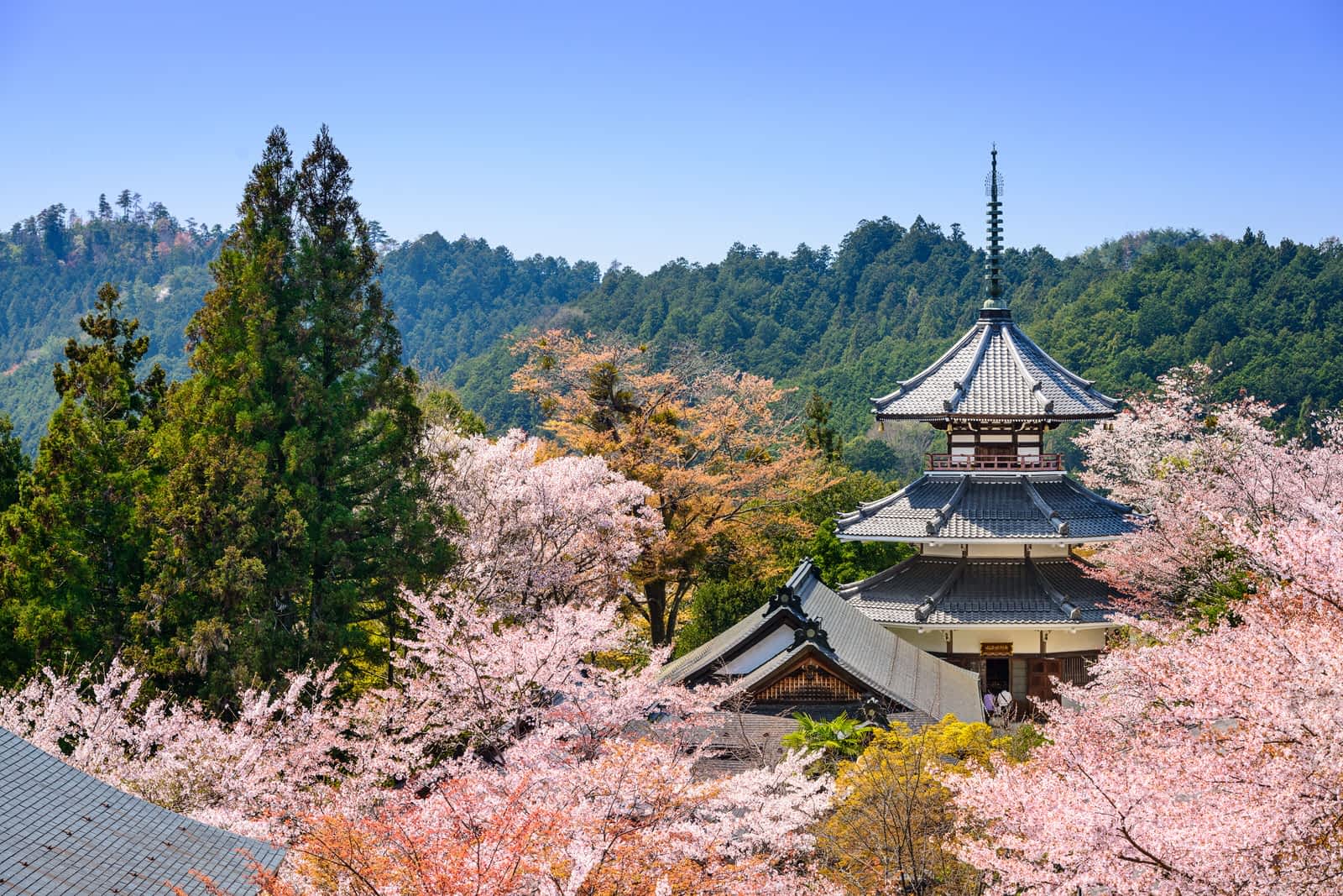 Features - yoshino_nara_blossoms_japan-274689236f12 View of the pagoda of temple Kimpusen-ji surrounded by pink cherry blossoms and greenery in Yoshino © Sean Pavone / Shutterstock