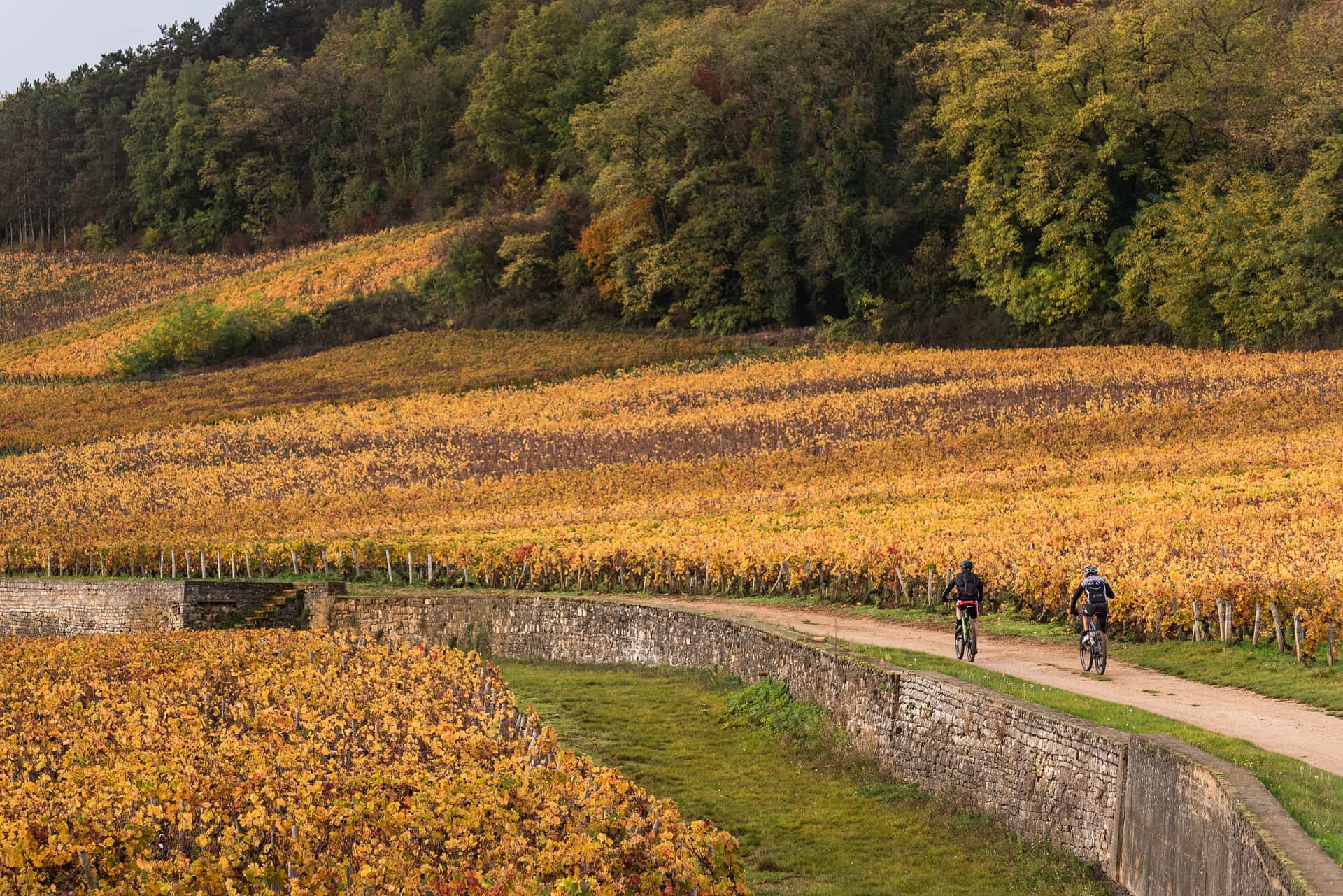 Burgundy Two cyclists ride along a path that cuts through vineyards of Burgundy