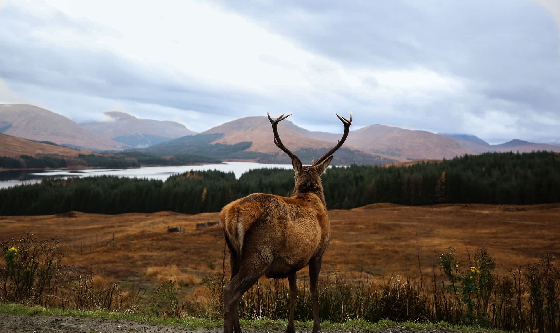 Scottish Highlands A red deer stag looks into the distance over autumnal scenery in the Scottish highlands.