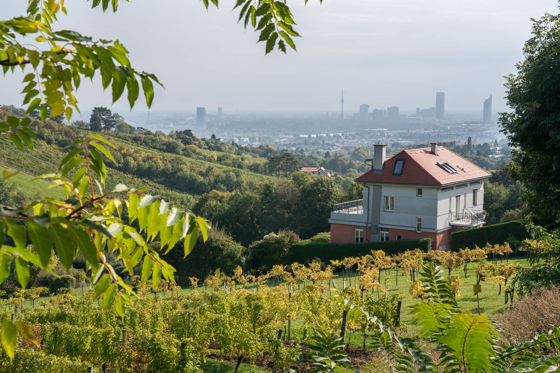 Vineyards in Grinzing, Vienna, Austria View over the wine fields around Grinzing, Vienna, Austria