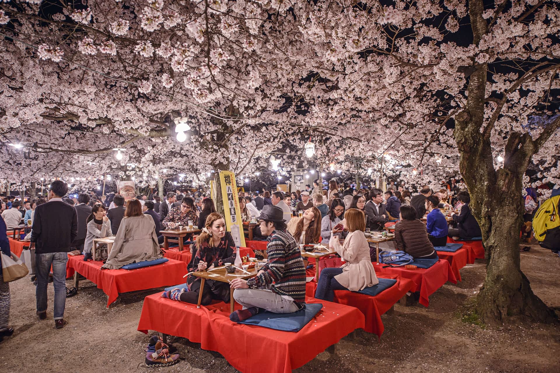 Maruyama Park, Kyoto Groups of people picnic at low tables in a park with cherry blossoms in bloom overhead