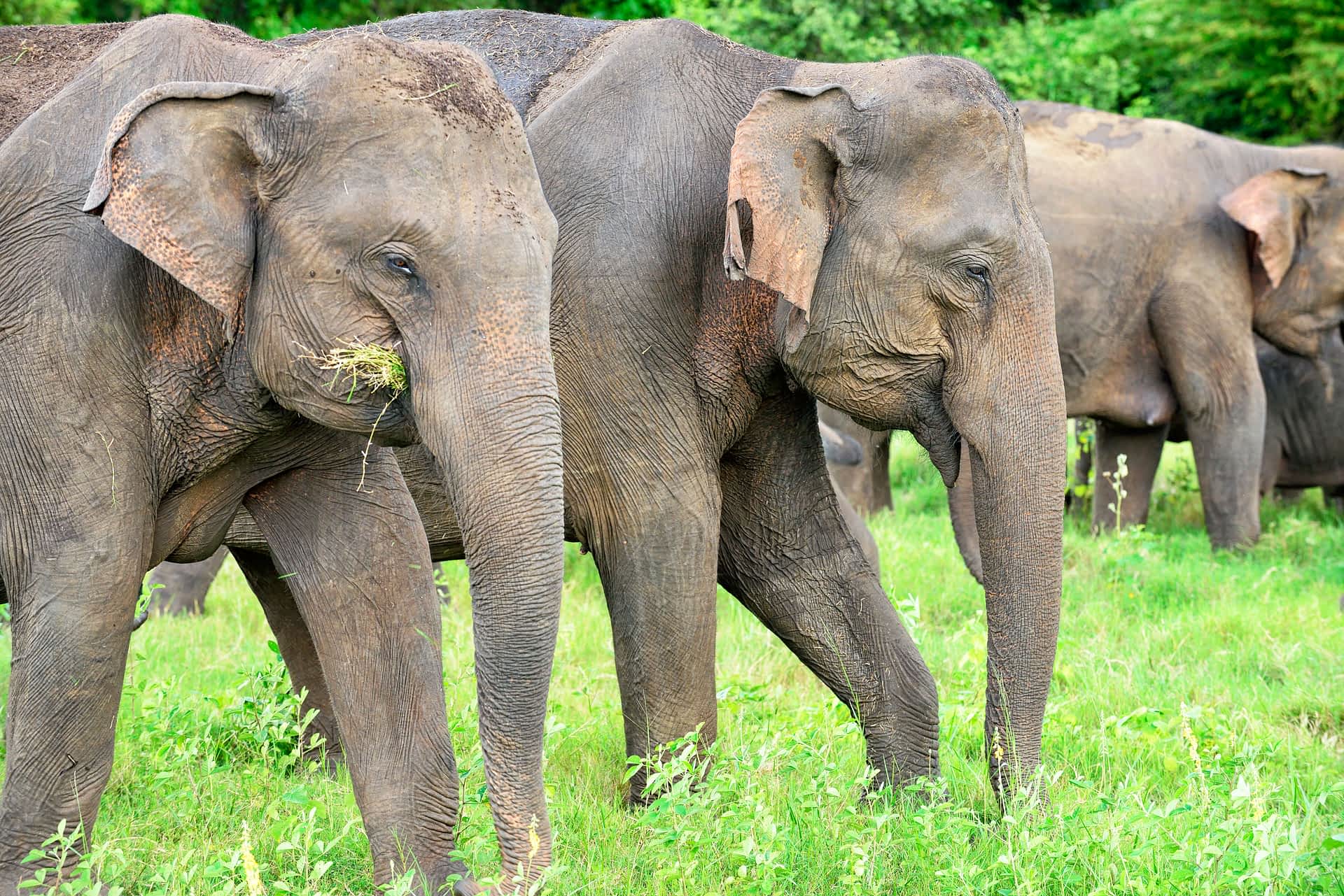 A group of elephants grazing at Minneriya National Park, Sri Lanka. A group of elephants grazing at Minneriya National Park, Sri Lanka.