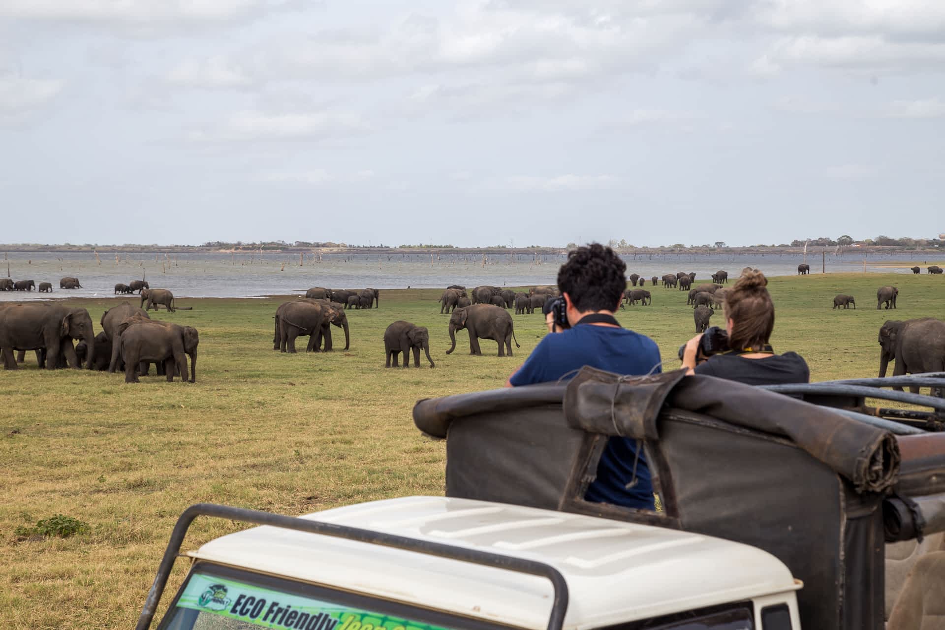 Kaudulla National Park, Sri Lanka Two tourists take photos of elephants in the distance out the top of a safari van