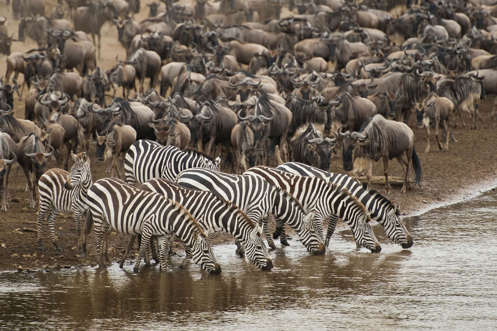 Zebras drink from the water of a river, with wildebeest grouped on the shore behind them