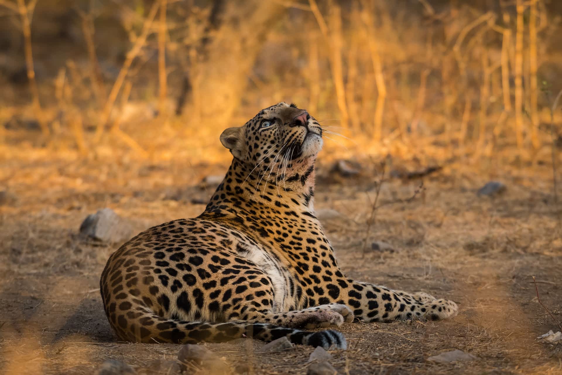 shutterstock1077087827.jpg A leopard fixing its gaze on bird, Jhalana Forest Reserve, Jaipur