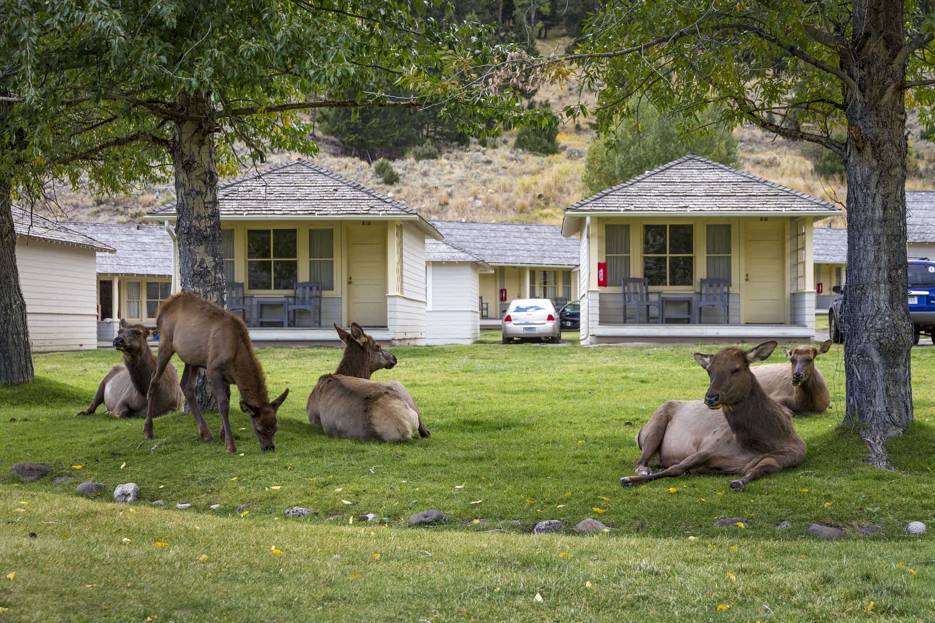 Elk roam streets, Mammoth, Yellowstone National Park, USA - 25 Sep 2016 Elk roam streets, Mammoth, Yellowstone National Park, USA - 25 Sep 2016