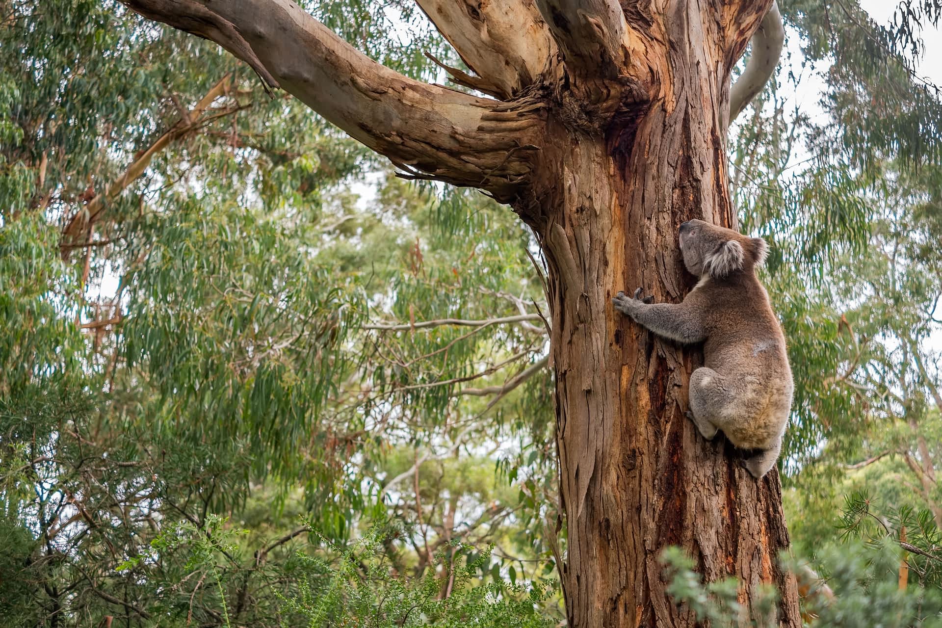GettyImages-1064527772.jpg Wild koala in climbing up a tree in Adelaide Hills, South Australia